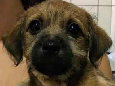 Cachorro ra a  idade Abaixo de 2 meses nome Caramelo