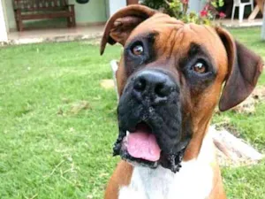 Cachorro raça Boxer  idade 5 anos nome Cooper 