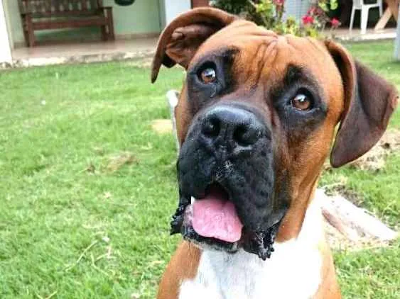 Cachorro ra a Boxer  idade 5 anos nome Cooper 