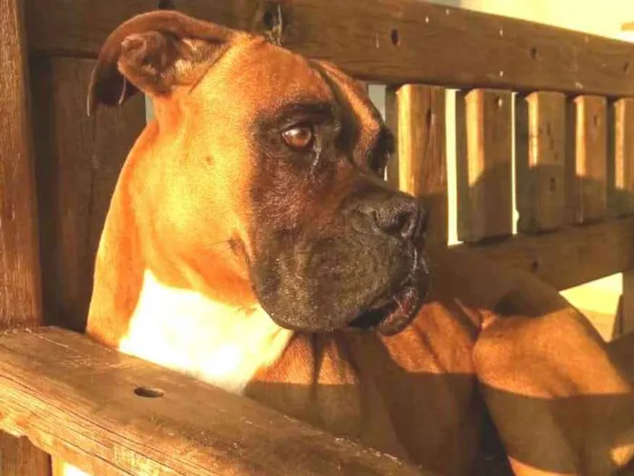Cachorro ra a Boxer  idade 5 anos nome Cooper 