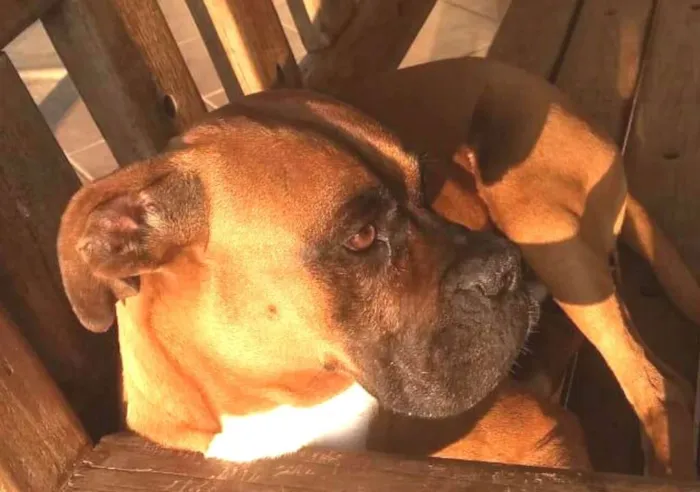 Cachorro ra a Boxer  idade 5 anos nome Cooper 