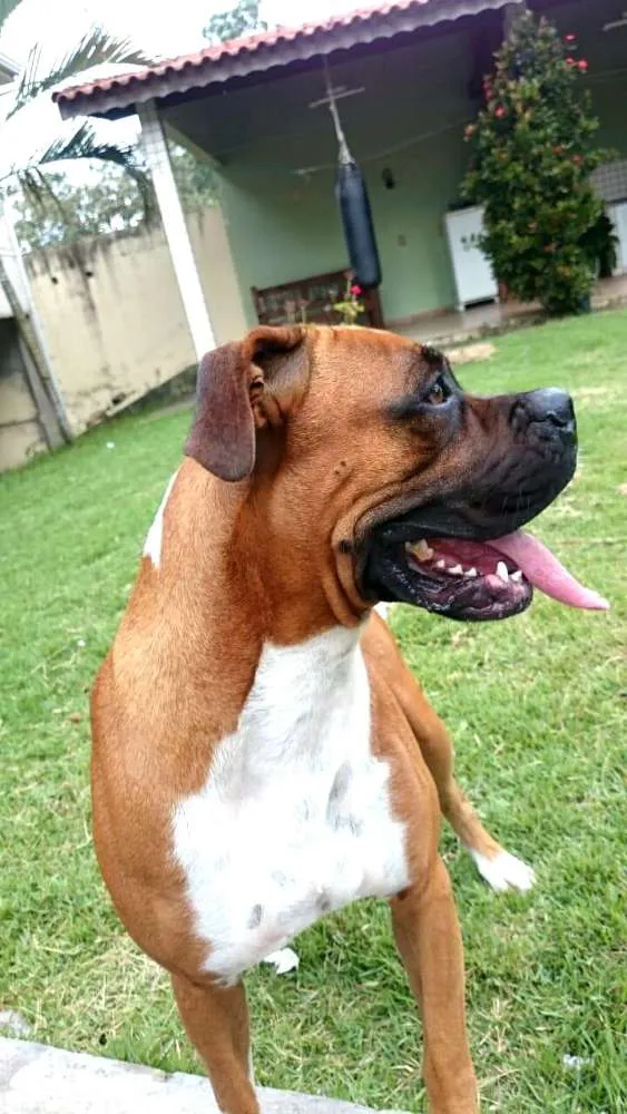 Cachorro ra a Boxer  idade 5 anos nome Cooper 