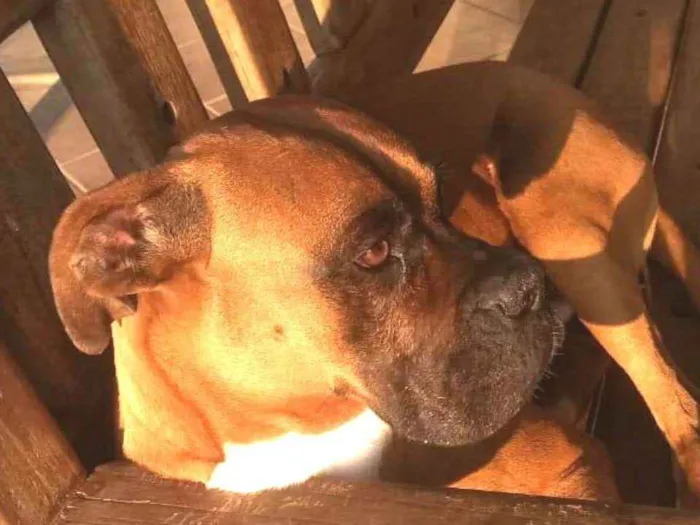 Cachorro ra a Boxer  idade 5 anos nome Cooper 