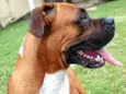 Cooper