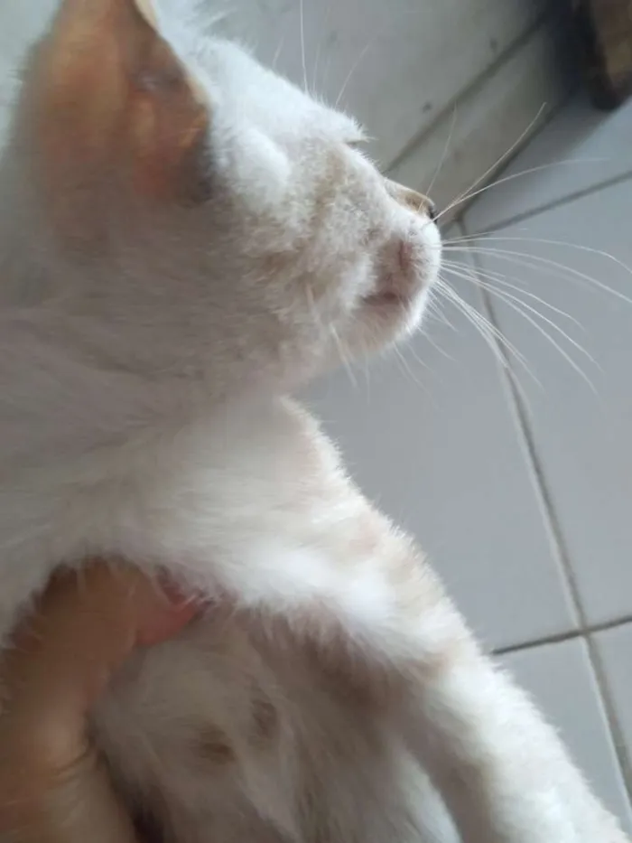 Gato ra a Siamês. idade 2 a 6 meses nome Sem nome.