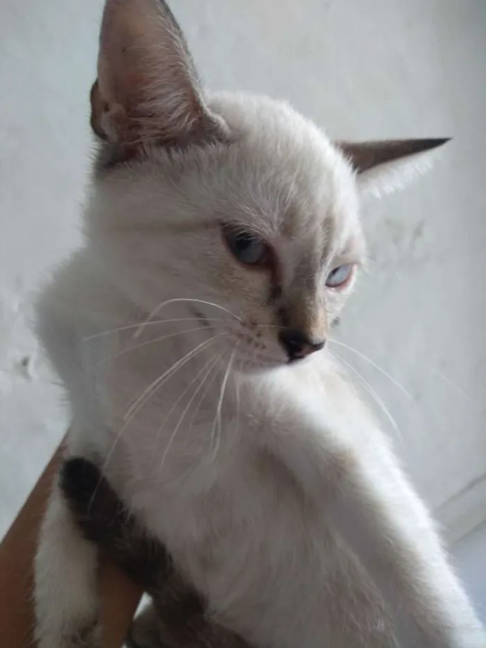 Gato ra a Siamês. idade 2 a 6 meses nome Sem nome.