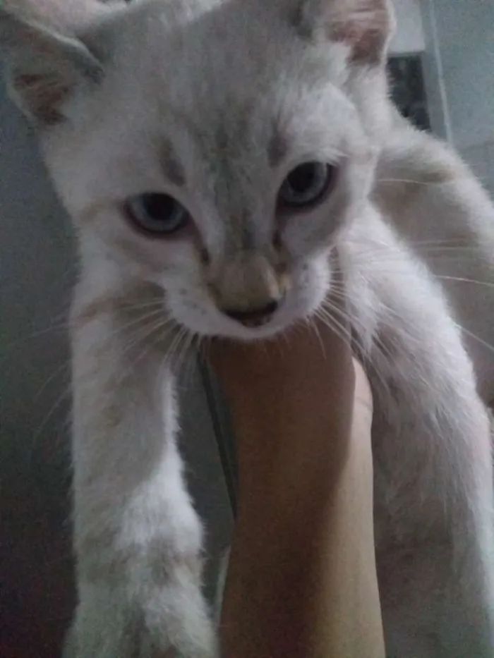 Gato ra a Siamês. idade 2 a 6 meses nome Sem nome.