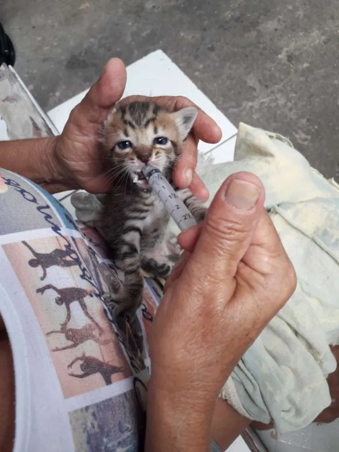 Gato ra a SRD idade Abaixo de 2 meses nome Marrentinho