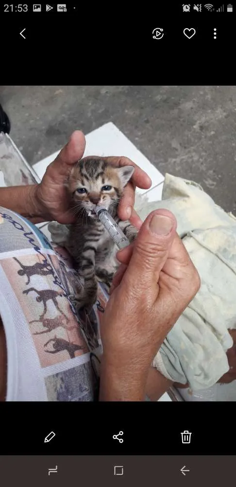 Gato ra a SRD idade Abaixo de 2 meses nome Marrentinho