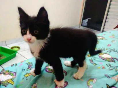 Gato raça SRD idade Abaixo de 2 meses nome Luz 