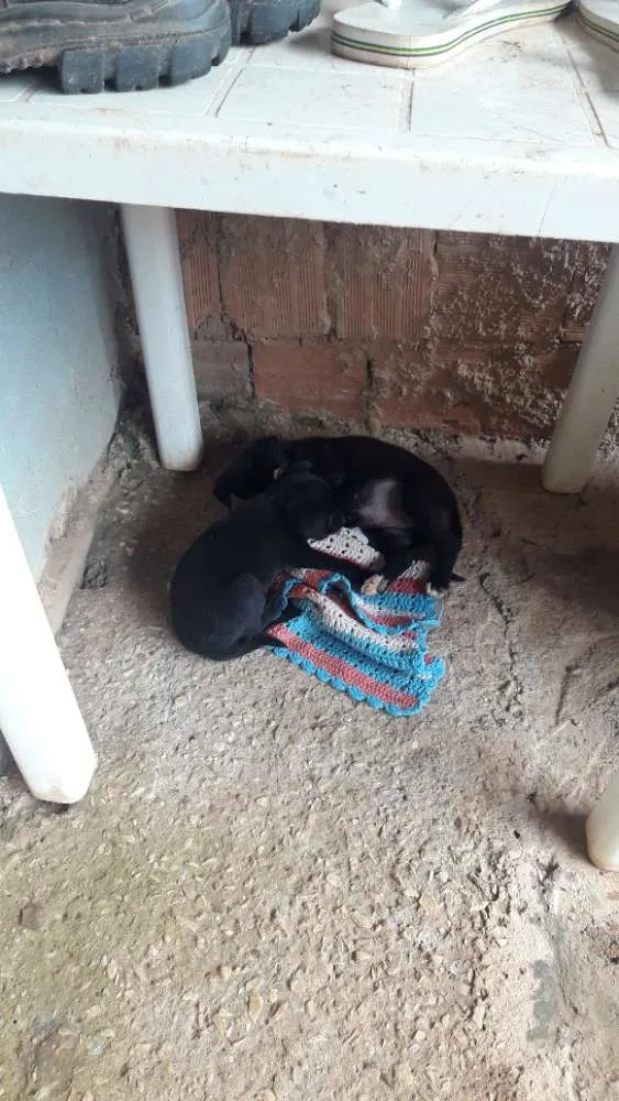 Cachorro ra a Vira lata idade Abaixo de 2 meses nome Não  tem o nome aind