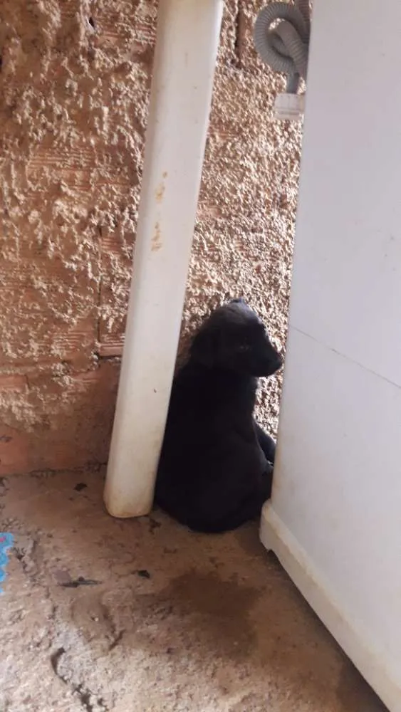 Cachorro ra a Vira lata idade Abaixo de 2 meses nome Não  tem o nome aind