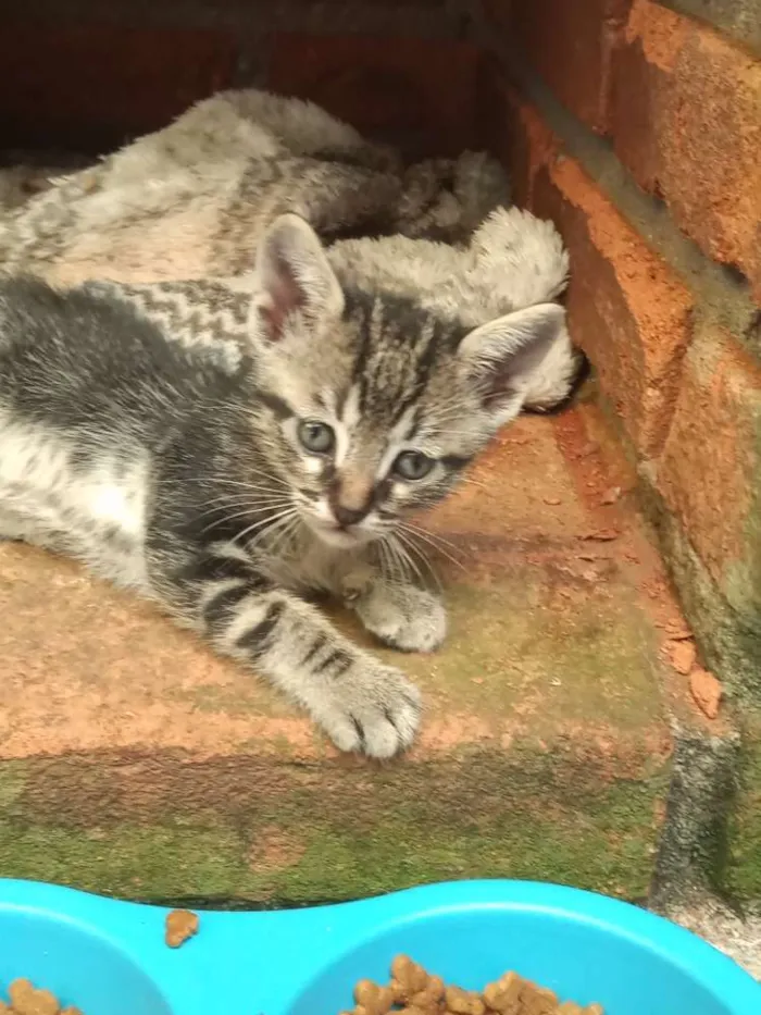 Gato ra a Indefinida idade Abaixo de 2 meses nome Filhotes