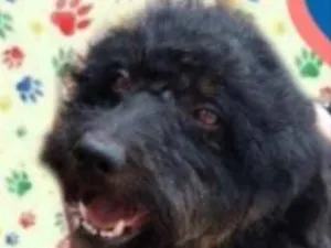 Cachorro raça Poodle  idade 2 anos nome Duque 