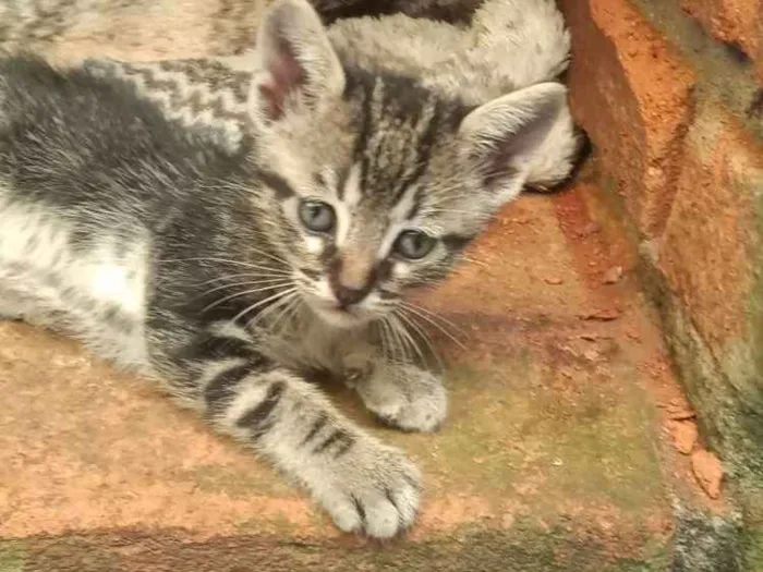 Gato ra a Indefinida idade Abaixo de 2 meses nome Filhotes