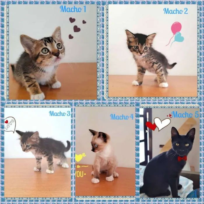 Gato ra a SRD idade 2 a 6 meses nome Lindos Bebês Machos