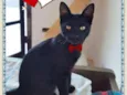 Bebê machinho