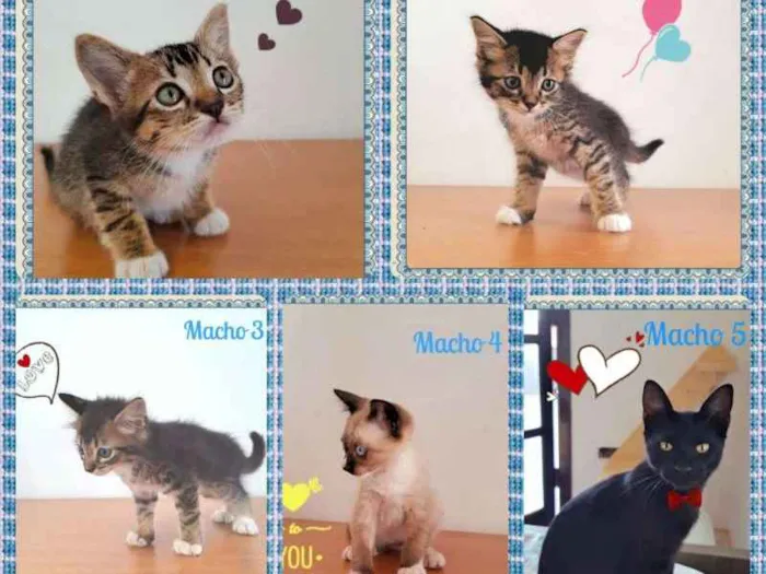 Gato ra a SRD idade 2 a 6 meses nome Lindos Bebês Machos