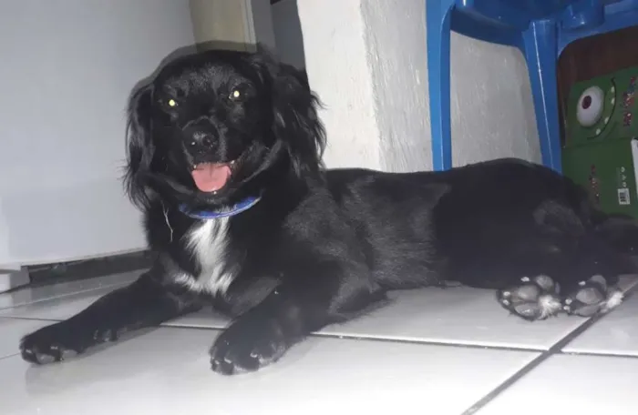 Cachorro ra a Mestiço de saluki idade 7 a 11 meses nome Sem nome