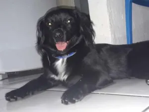 Cachorro raça Mestiço de saluki idade 7 a 11 meses nome Sem nome
