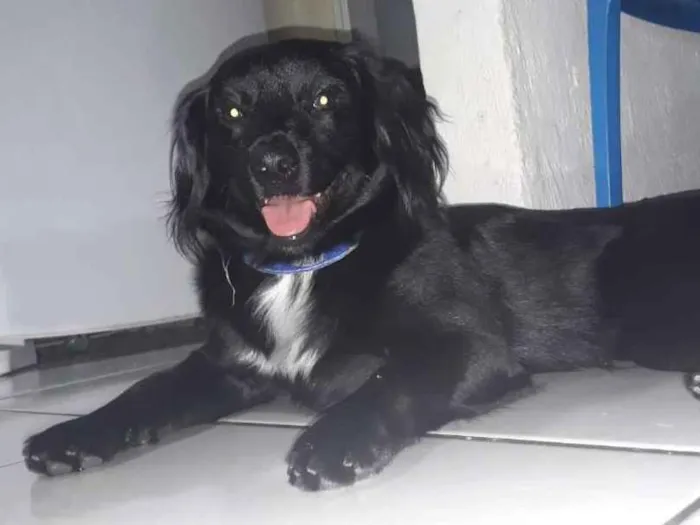 Cachorro ra a Mestiço de saluki idade 7 a 11 meses nome Sem nome