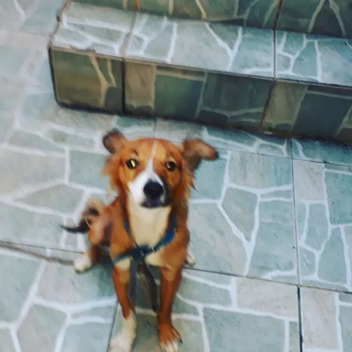 Cachorro ra a Não sei idade 1 ano nome Boby