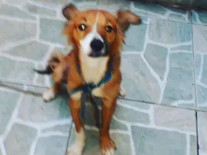 Cachorro raça Não sei idade 1 ano nome Boby