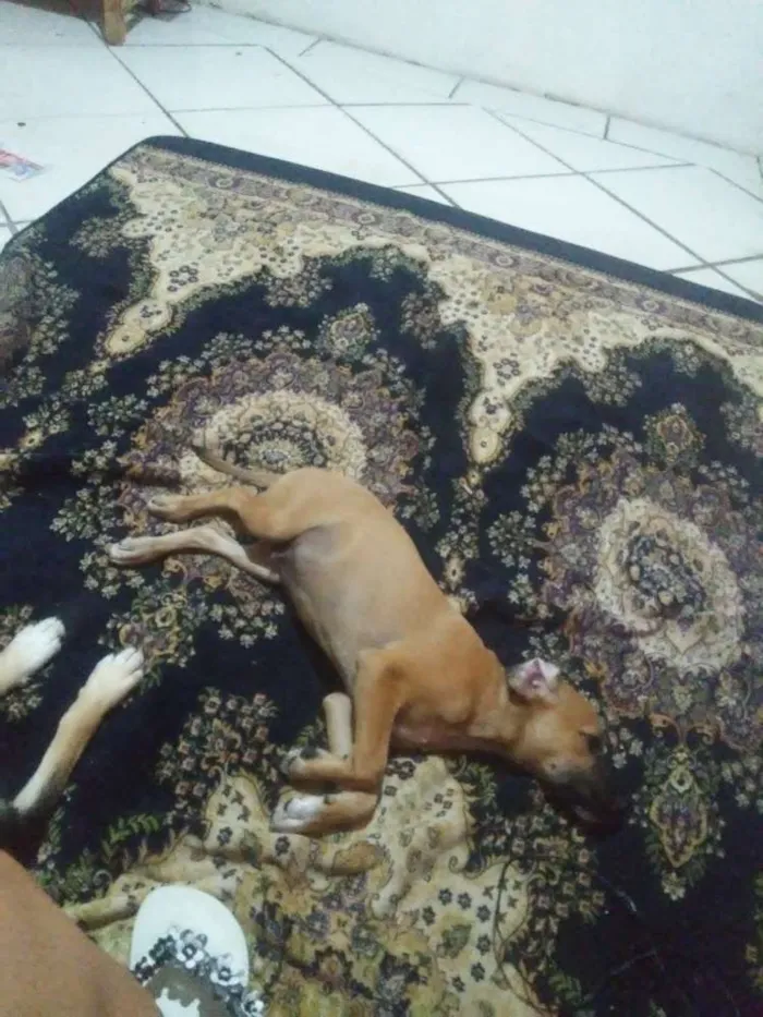 Cachorro ra a Vira lata idade 2 a 6 meses nome Marronzinho