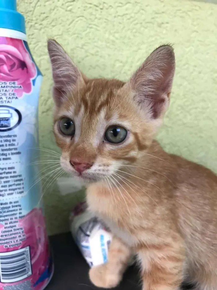 Gato ra a Vira lata idade 2 a 6 meses nome Simba