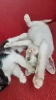 Biscoitinho e Scarla