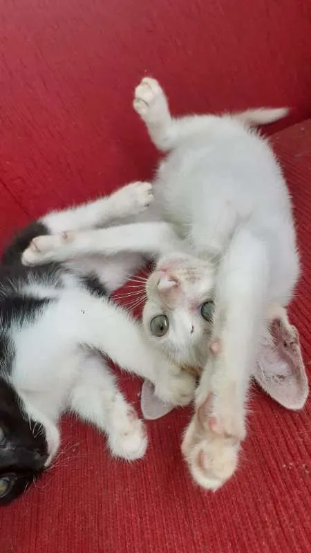 Gato raça SRD idade 2 a 6 meses nome Biscoitinho e Scarla