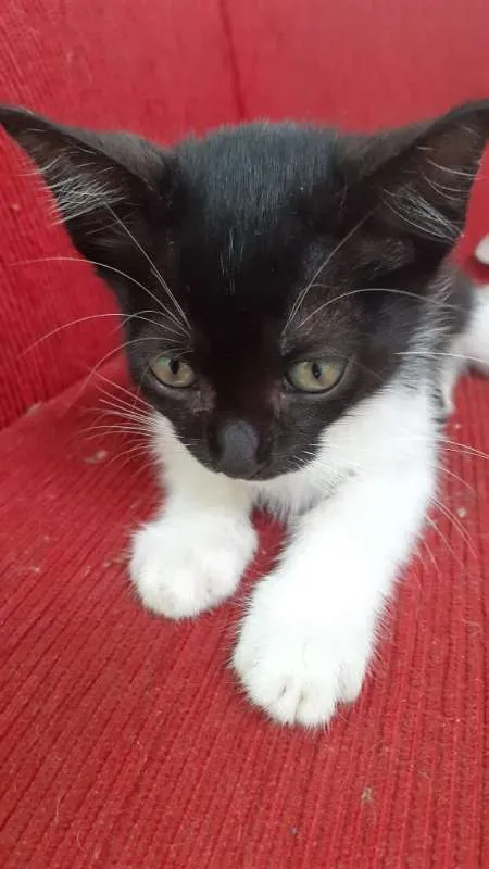 Gato raça SRD idade 2 a 6 meses nome Biscoitinho e Scarla