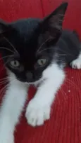 Biscoitinho e Scarla