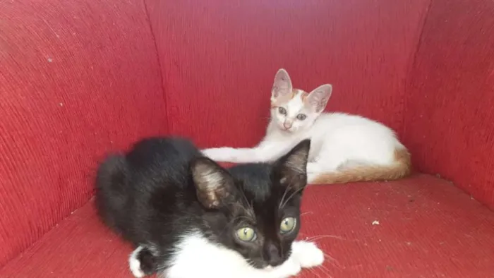 Gato raça SRD idade 2 a 6 meses nome Biscoitinho e Scarla
