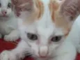 Biscoitinho e Scarla