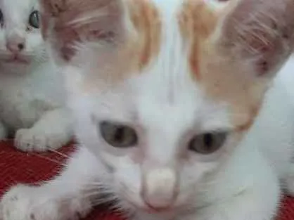 Gato raça SRD idade 2 a 6 meses nome Biscoitinho e Scarla
