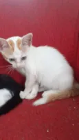 Biscoitinho e Scarla