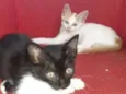 Biscoitinho e Scarla