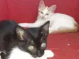 Biscoitinho e Scarla
