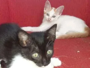 Gato raça SRD idade 2 a 6 meses nome Biscoitinho e Scarla