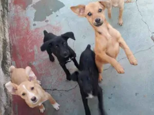 Cachorro raça Raças misturadas  idade 2 a 6 meses nome Sem nome
