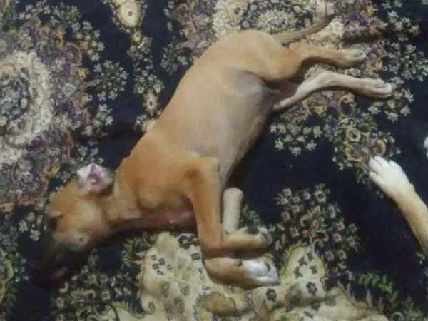 Cachorro ra a Vira lata idade 2 a 6 meses nome Marronzinho