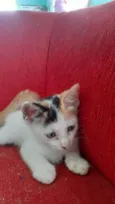Manchinha