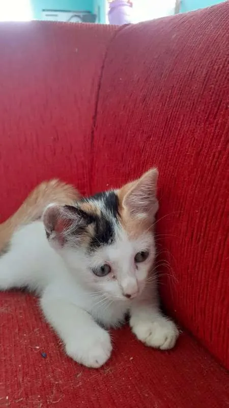 Gato raça SRD idade 2 a 6 meses nome Manchinha