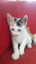 Manchinha
