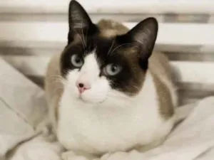 Gato raça SRD idade 3 anos nome Eduarda