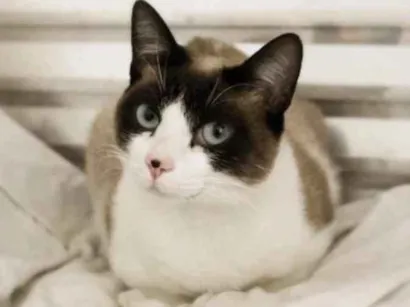 Gato raça SRD idade 3 anos nome Eduarda