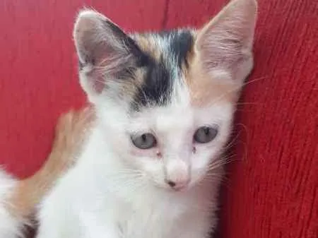 Gato raça SRD idade 2 a 6 meses nome Manchinha