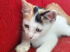 Gato raça SRD idade 2 a 6 meses nome Manchinha