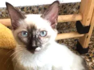 Gato raça SRD idade 2 a 6 meses nome Clarinha